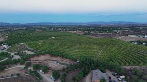 Aerial Perspective Rolling Green Rows of California Grape Vines in the early Stock Footage 345862380