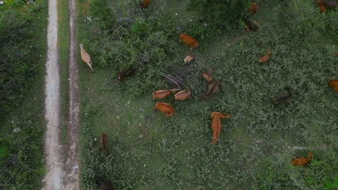 Aerial Perspective Shows Tranquil Herd Interaction Among Natural Vegetation Stock Footage 328304715