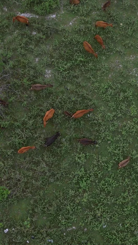 Aerial Perspective Shows Tranquil Herd Interaction Among Natural Vegetation Stock Footage 328304804