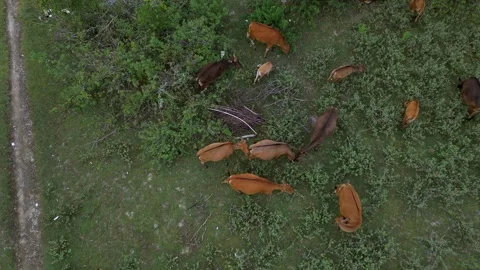 Aerial Perspective Shows Tranquil Herd Interaction Among Natural Vegetation Video stock 333792260
