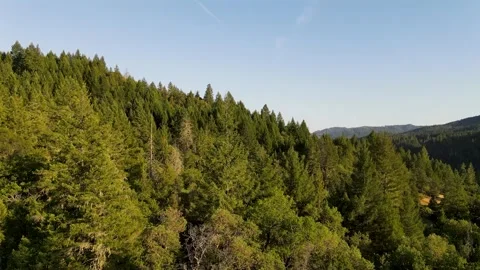 Aerial perspective of sprawling green forest in the mountains Video stock 272488587