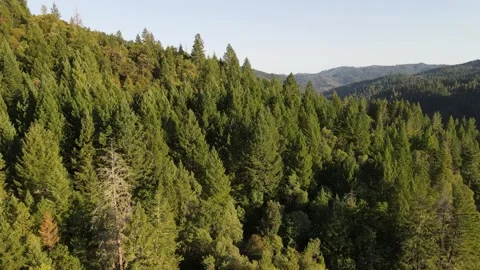 Aerial perspective of sprawling green forest in the mountains Video stock 272489182