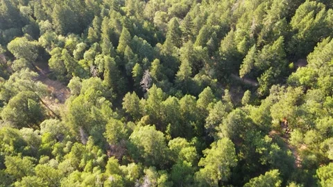 Aerial perspective of sprawling green forest in the mountains Video stock 272489358