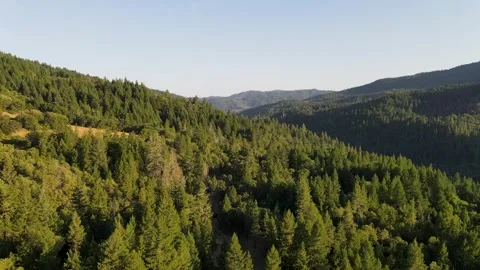 Aerial perspective of sprawling green forest in the mountains Video stock 272489669