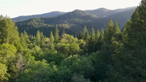 Aerial perspective of sprawling green forest in the mountains Video stock 272489997