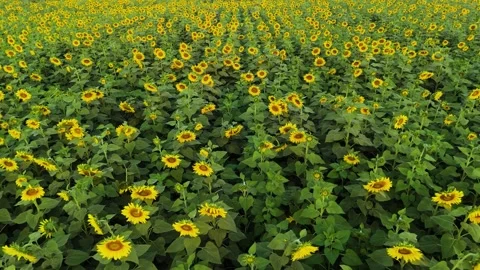 Aerial perspective of symmetrical sunflower rows in countryside. Stock Footage 310783281