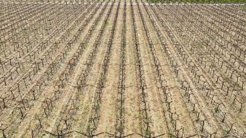 Aerial perspective of symmetrical vineyard rows, displaying a dormant seaso.. Video stock 305382394