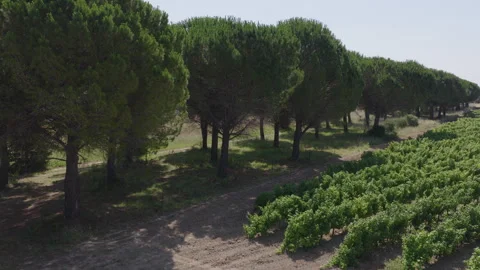 Aerial perspective of tall pine trees bordering vineyard rows with long shadows Stock Footage 337990549