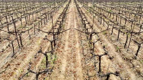 Aerial perspective of vineyard rows showcasing symmetrical planting pattern.. Stock Footage 305380199