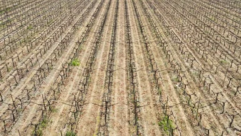 Aerial perspective of vineyard rows showcasing symmetrical planting pattern.. Stock Footage 305381091
