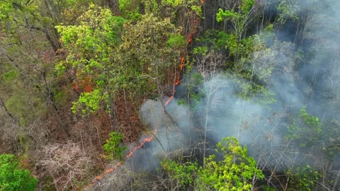 Aerial perspective of wildfire burning through tropical forest. Video stock 333355628