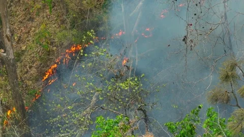 Aerial perspective of wildfire burning through tropical forest. Video stock 333355670