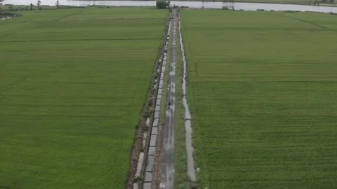 Aerial photo of motorcycle riders by the rice fields Stock Footage