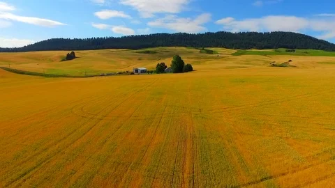 Aerial photograph taken slowly up 180 degrees down a large wheat field, Palouse. Stock Footage