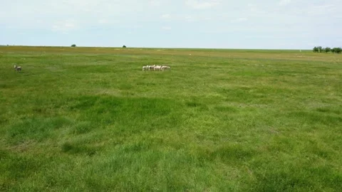 Aerial photography, camera flies quickly over the green steppe, approaching a Stock Footage 295698744