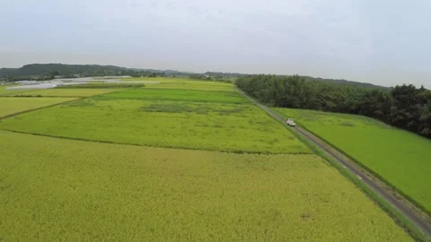 Aerial Photography of Rice Fields Stock Footage 332520758