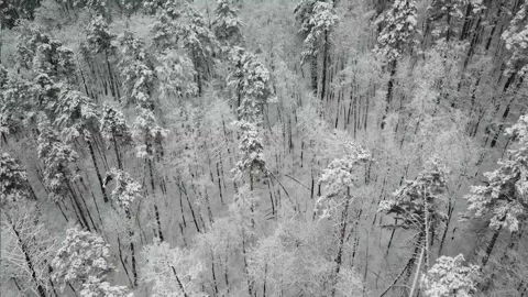 Aerial photography of the winter forest. Tall pine trees covered with snow Stock Footage