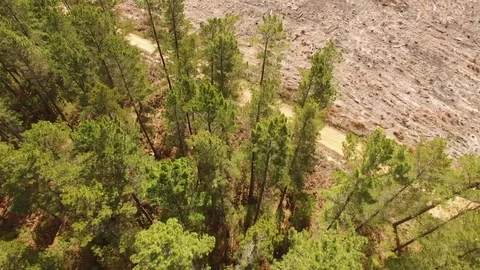 Aerial of pine forest and deforestation Stock Footage 81570266