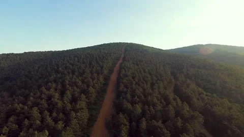 Aerial pine forest and road Stock Footage 201168010