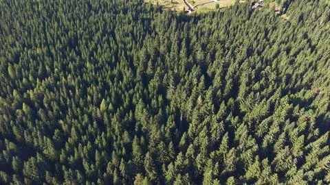 Aerial pine forest canopy over winding hillside road leading to dam overloo.. Stock Photos