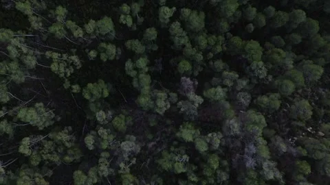 Aerial of Pine Forest during Twilight 4k drone Stock Footage 288312104