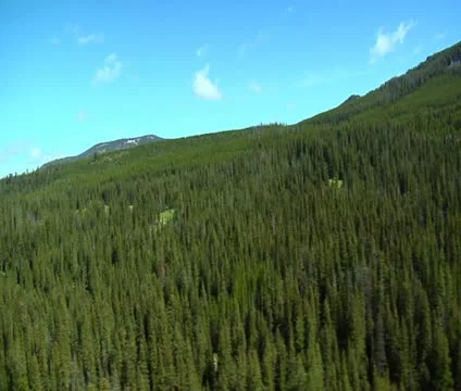 Aerial of pine forest Stock Footage 21603033