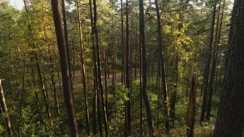 Aerial pine forest Stock Footage 116505592