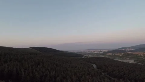 Aerial pine forest Stock Footage 195492989