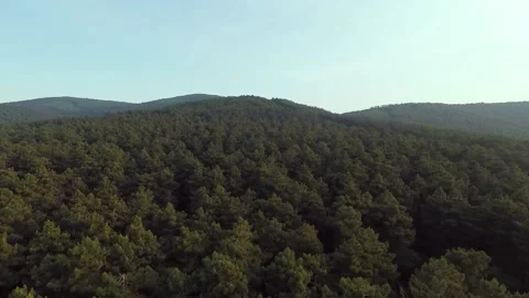 Aerial pine forest Stock Footage 197181937