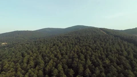 Aerial pine forest Stock Footage 197668401