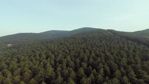 Aerial pine forest Stock Footage 201248465