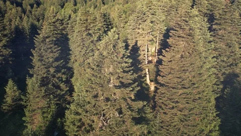 Aerial pine forest Stock Footage 201885896