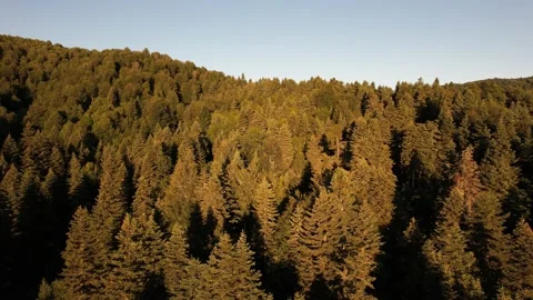Aerial pine forest Stock Footage 203793638