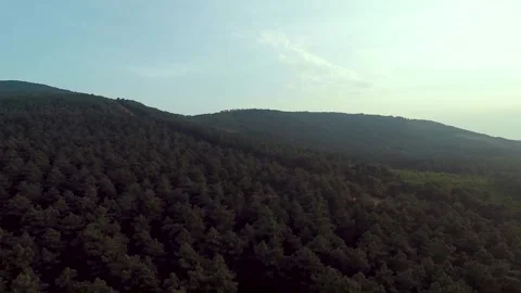 Aerial pine forest Stock Footage 218406551