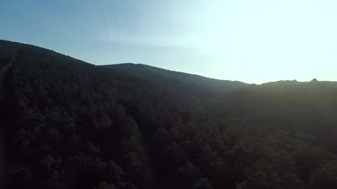 Aerial pine forest Stock Footage 218406618