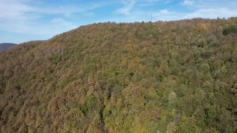 Aerial pine forest Stock Footage 223615516