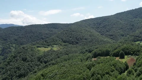 Aerial pine forest Stock Footage 228825071