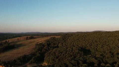 Aerial pine forest Stock Footage 234450174