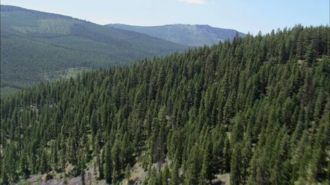 Aerial of pine forest on mountain, Flight Over Lolo National Forest Stock Footage 109469755