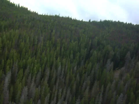 Aerial pine forest mountains 01 Stock Footage 23746399