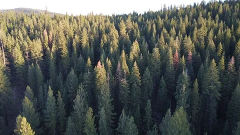 Aerial Pine Forest at Sunset Stock Footage 249914972