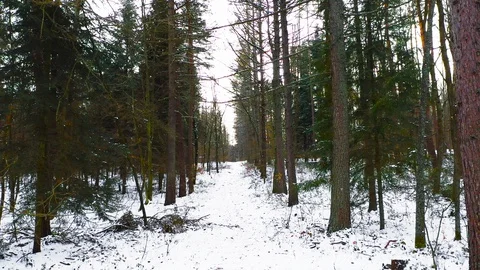 Aerial: Pine Forest in Winter Stock-Footage 127644829
