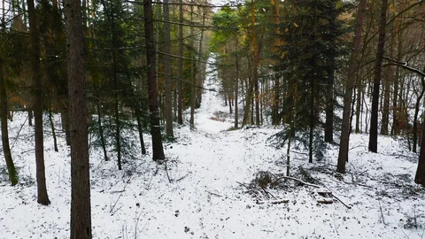 Aerial: Pine Forest in Winter Stock Footage 127645497