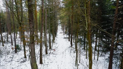 Aerial: Pine Forest in Winter Stock Footage 127645602