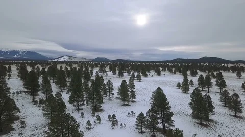 Aerial of a pine forest in winter with obscured sun Видео 103263829