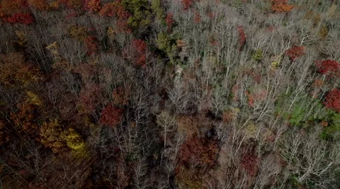 Aerial of Pine Mountain State Park in the Fall Stock Footage 64272362