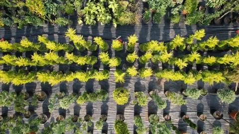 Aerial pine saplings Stock Footage 241030247