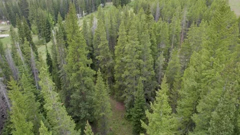 Aerial pine tree footage Video stock 235818807