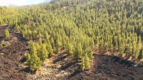 Aerial of a pine tree forest. Canary Islands. Tenerife. Video stock 127116993