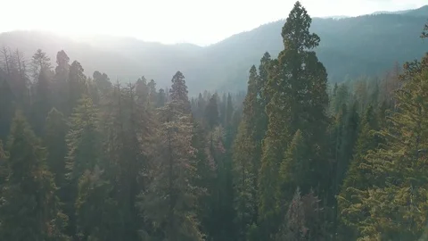 Aerial of a pine tree forest - Dog Valley California Video stock 92148465